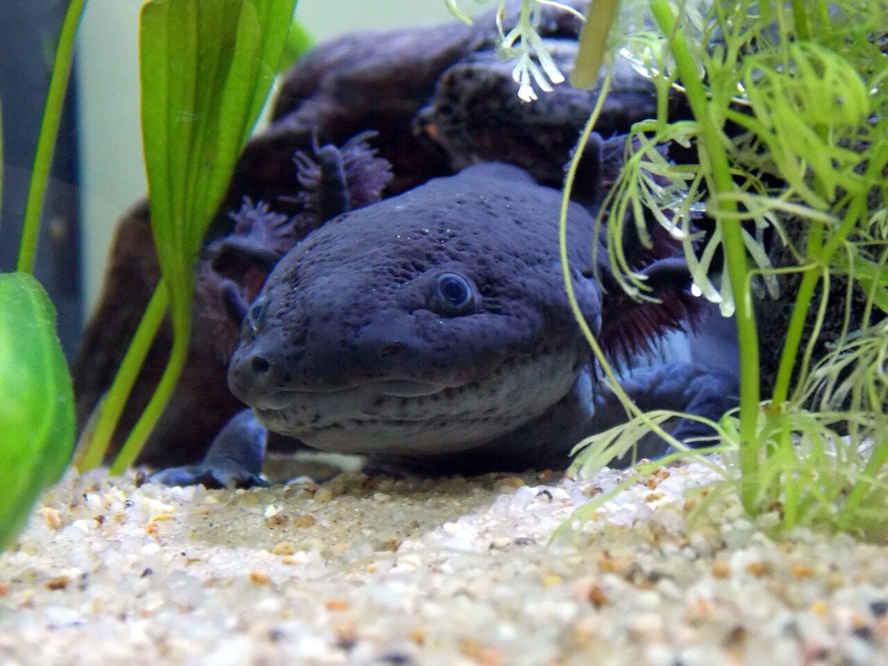 Black Axolotl