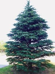 Blue Spruce Christmas Tree